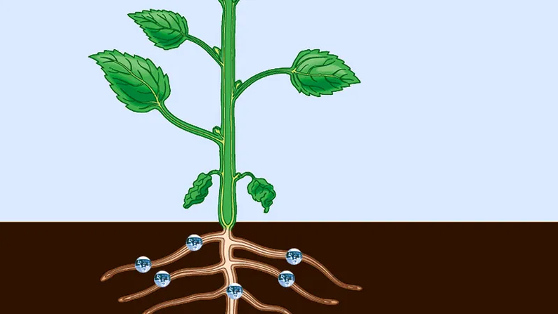 Water Movement in Plants